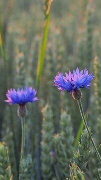 Blue cornflowers in wheat field with singing skylark natural audio