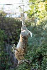 Fototapeta premium Wild hare, hunting trophy against the background of green autumn grass