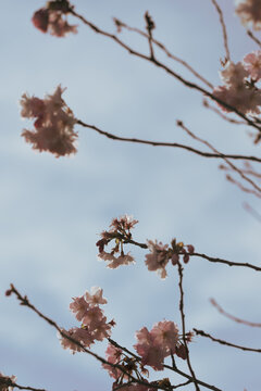 Soft Pink Cherry Blossoms Framed Against Pale Blue Sky