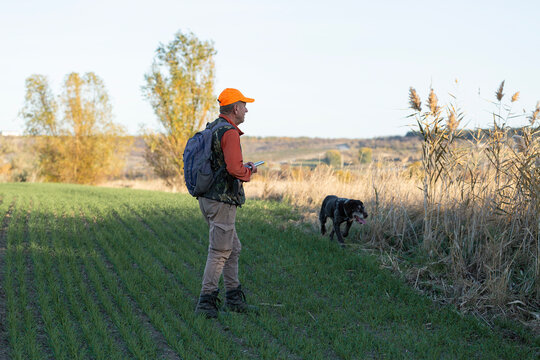 A hunter with a gun and his pet dogs. A spaniel and a german wirehaired pointer drathaar in search of a pheasant.