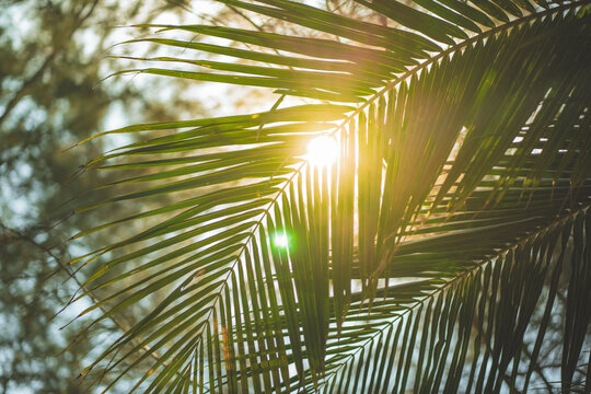 Golden morning sunlight shining through green coconut palm leaves at tropical beach, beautiful sun flare on palm fronds in summer, abstract nature background, paradise resort vacation.