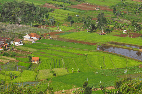 Aerial view showcasing lush green paddy fields in Indonesia, characterized by their rectangular plots. The landscape is interspersed with small houses with red-tiled roofs