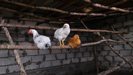 Three chickens roosting on wooden perches in coop © SlayStorm