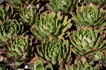 Obraz premium succulent plant Hens and Chicks or Houseleek. succulent is a species of Sempervivum Specifically, the variety with the prominent red edges is often called: Wax Agave, Lipstick Echeveria, Molded Wax Ag