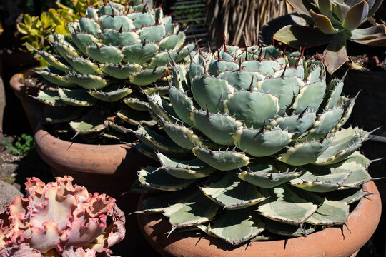 Butterfly Agave (Agave potatorum), a compact, slow-growing succulent known for its symmetrical rosette of thick, blue-green leaves. The variety presented is the variegated Kissho Kan or Kitiokan.