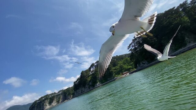 (岩手県宮古市)浄土ヶ浜の海を走る　ざっぱ小型船と餌をもらうウミネコ