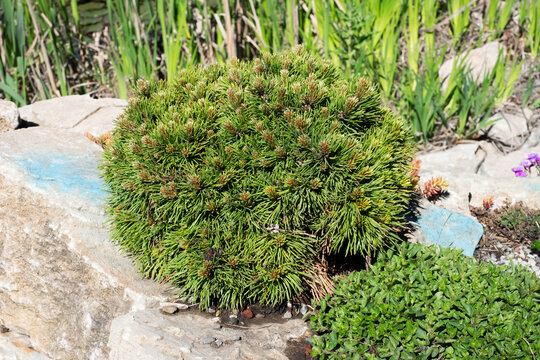 Cultivar dwarf mountain pine Pinus mugo var. pumilio in the rocky garden.