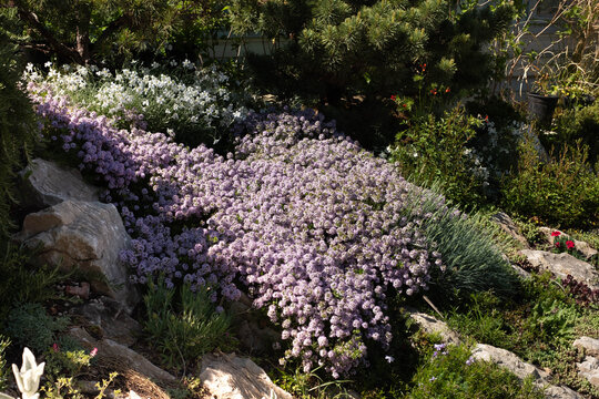 Purple flowering wild thyme in late spring in Tbilisi. 
Creeping Thyme or wild thyme.