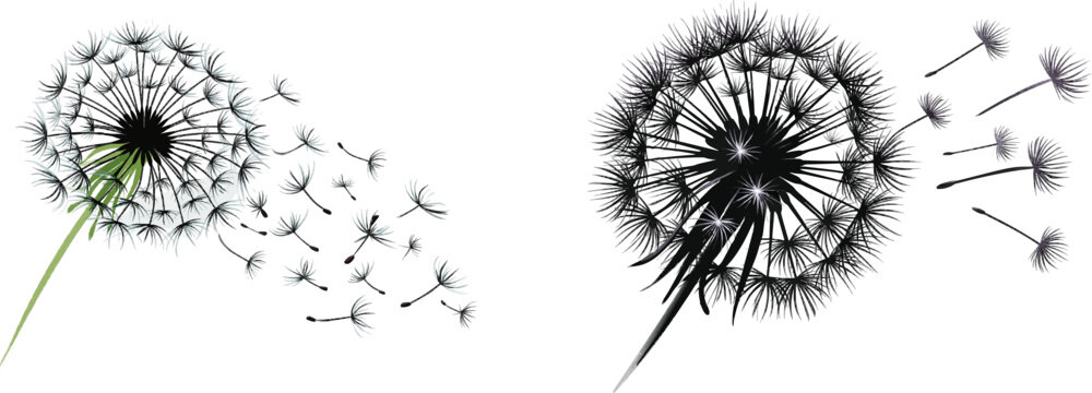A minimalist black line art dandelion clock with clean puff seeds against a stark white background, showcasing crisp lines and high contrast for vector tracing