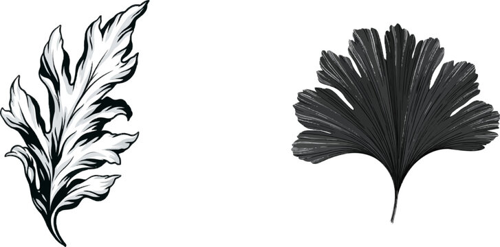 A detailed botanical drawing of a staghorn fern leaf in black line art with minimalist engraving style on a stark white background