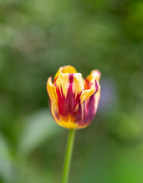 red tulip flower