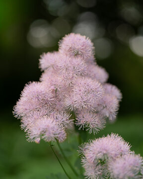 flower of a thistle
