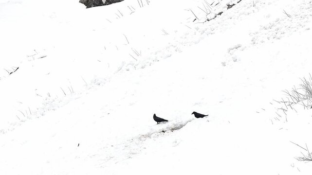 Two black crows on a carcass in the wild Alps (Corvus corone)