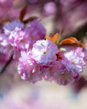 pink cherry blossom