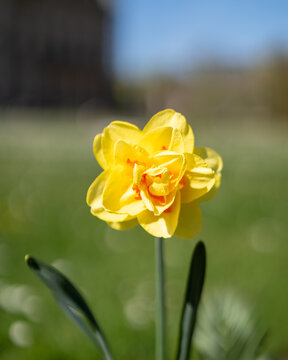 yellow tulips in garden
