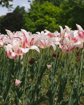 tulips in the garden