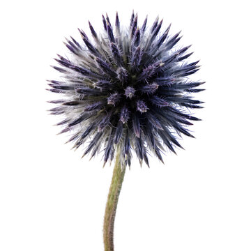 Globe Thistle Flower Isolated on White Background &ndash; Blue Ornamental Echinops Blossom