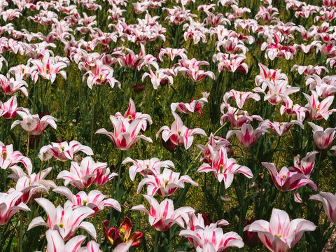 pink and white tulips