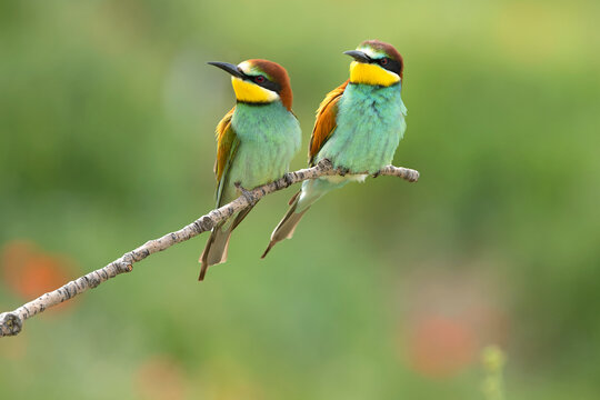 European Bee-eater in a field of flowers and poppies in early spring with perfect plumage