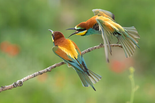 European Bee-eater in a field of flowers and poppies in early spring with perfect plumage