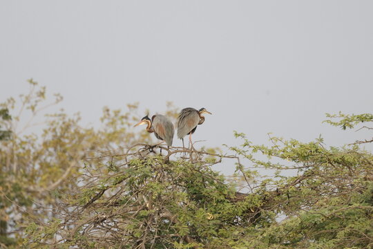Purple Heron pearched