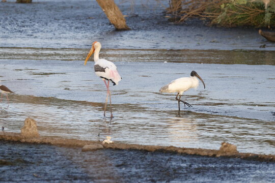 Two bord species