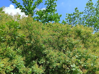 Fototapeta premium The natural beauty of the flowering of the leathery scumpia that opens its fluffy inflorescences towards the warm rays of the spring sun.