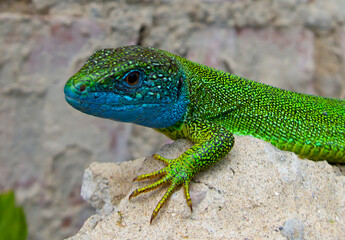 Fototapeta premium Male lizard colored during breeding season