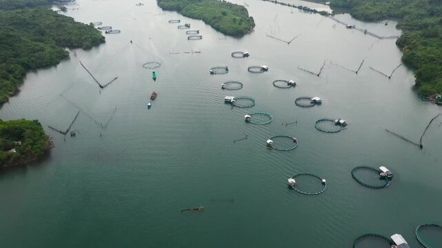 Fish farm with cages for fish and shrimp in the Philippines, Luzon. Aerial view of fish ponds for bangus, milkfish. Fish cage for tilapia, milkfish farming aquaculture or pisciculture practices.