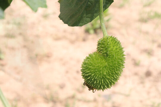 Spiny gourd, Momordica dioica, teasle gourd, bristly balsam pear on tree in plant