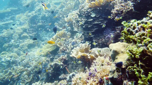 Coral reef underwater with tropical fish. Hard and soft corals, underwater landscape. Travel vacation concept. Leyte, Philippines.
