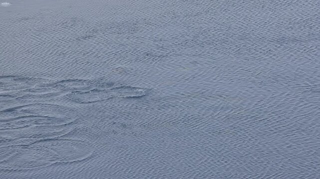Adelie penguins (Pygoscelis adeliae) perform porpoising behavior while swimming rapidly through Antarctic coastal waters near sea ice, camera follow wildlife shot with telephoto perspective.