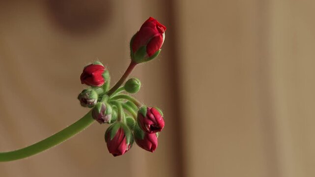 Red geranium buds on thin green stem against beige background.