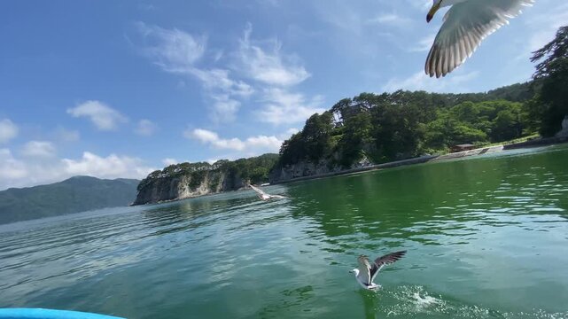 (岩手県宮古市)浄土ヶ浜の海を走る　ざっぱ小型船と餌をもらうウミネコ