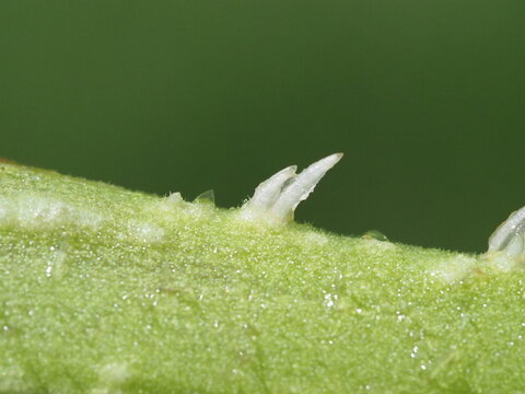 Tomato stem macro with emerging roots, vegetative propagation close up
