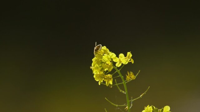 Bee perched on bright yellow field mustard collecting nectar, shallow focus