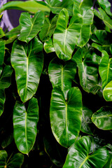 Lush green leaves cascade in dense, vibrant clusters © oybekostanov