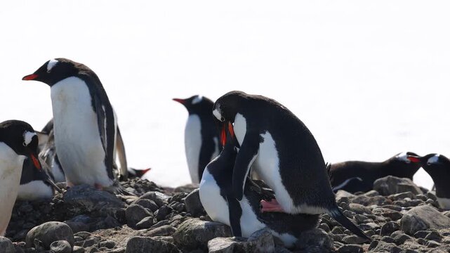 Gentoo penguins (Pygoscelis papua) copulate within a rocky Antarctic breeding colony during austral summer reproductive activity beside coastal nesting terrain, telephoto wildlife shot