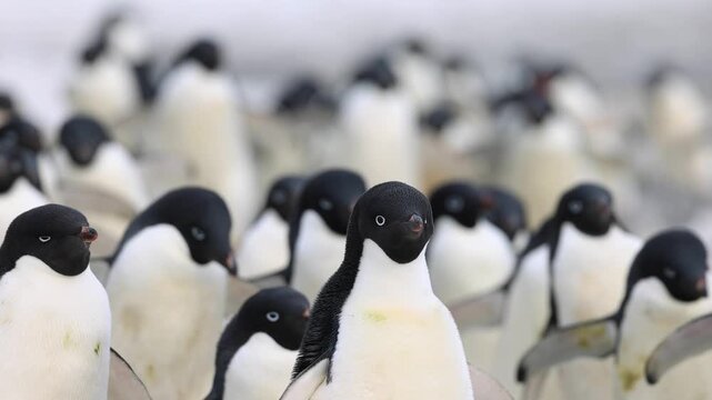 Adelie penguins Pygoscelis adeliae display vigilance and coordinated social colony behavior within a dense Antarctic breeding aggregation during austral summer activity, shallow depth wildlife shot