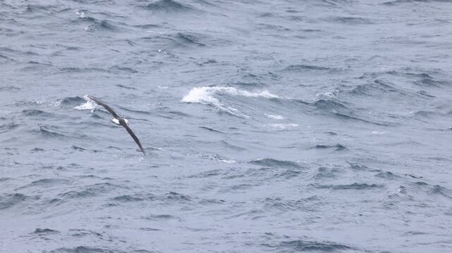 Black browed albatross Thalassarche melanophris performs dynamic soaring above rough Drake Passage waves in the Southern Ocean near Antarctica, slow motion camera tracking wildlife telephoto shot