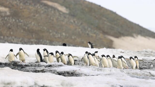 Adelie penguins (Pygoscelis adeliae) move in coordinated colony formation across snowy Antarctic coastal terrain during seasonal breeding activity beside rocky shoreline habitat, static telephoto shot