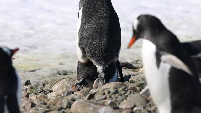Gentoo penguins (Pygoscelis papua) copulate on a rocky Antarctic shoreline beside coastal snow and ice during austral summer breeding season, ground wildlife shot with shallow depth of field.