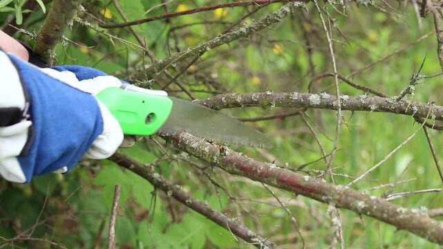 Gardener cuts a tree branch with a folding garden saw. A hand in a protective glove holds a green folding saw and cuts a thin tree branch in the garden. The concept of garden care and plant pruning