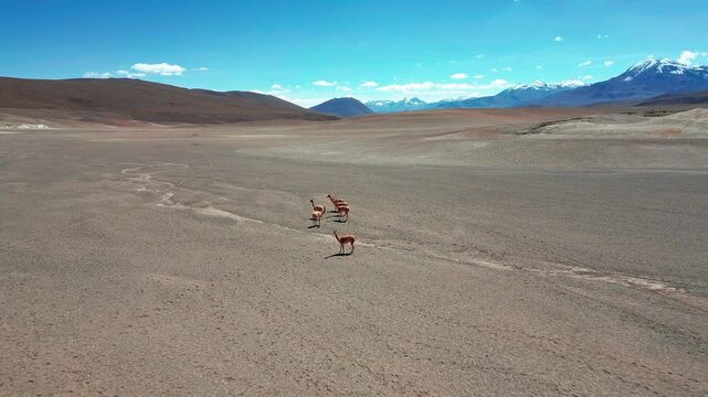 Backward revealing shot over vicunas roaming open barren altiplano desert plain uncovering vast arid landscape and snow-capped Andean peaks on the horizon