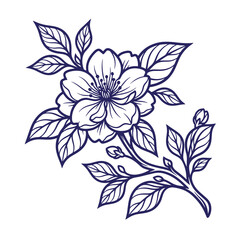 Fototapeta premium Delicate cherry blossom flower on a branch with leaves and buds vector outline illustration line art botanical illustration isolated decorative monochrome delicate