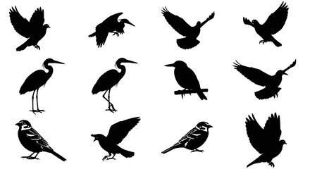 Obraz premium Collection of various bird silhouettes in different poses on white background