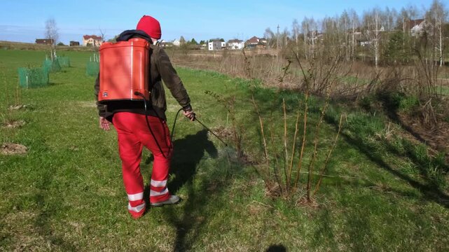 Worker spraying pesticide on a backyard for pest control, close-up, handles bushes. Gardening care work season. Early spring treatment of fruit trees, fungicide. Protecting the garden from diseases 4K