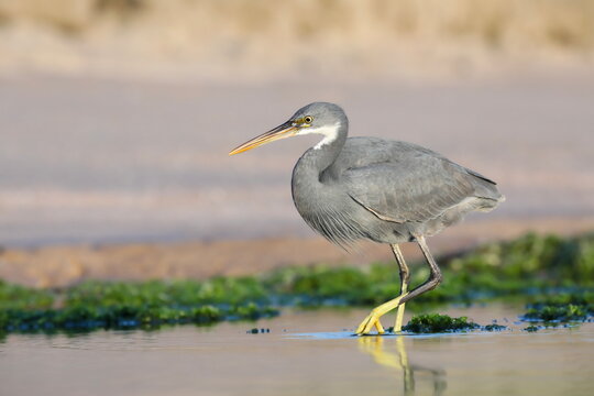 Close up of a heron.