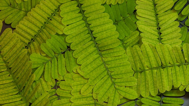 Green leaves background.