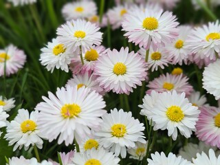 Obraz premium Daisies bloom in the garden during spring, showcasing white and pink petals
